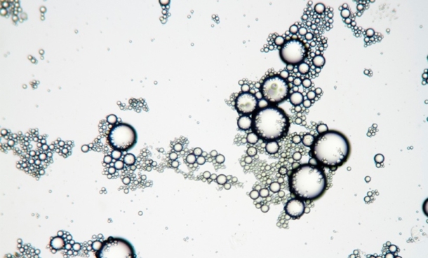 lipid chain length ageing