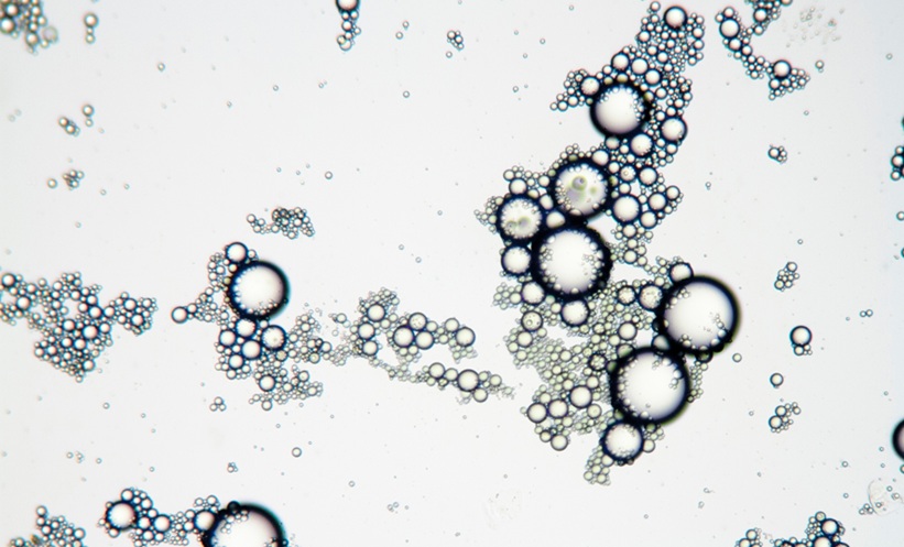 lipid chain length ageing