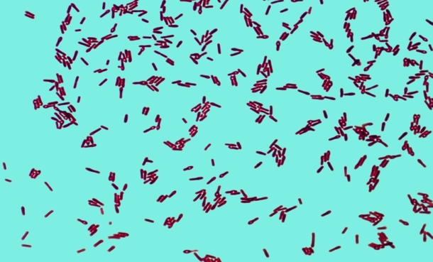 bacteria cancer infection