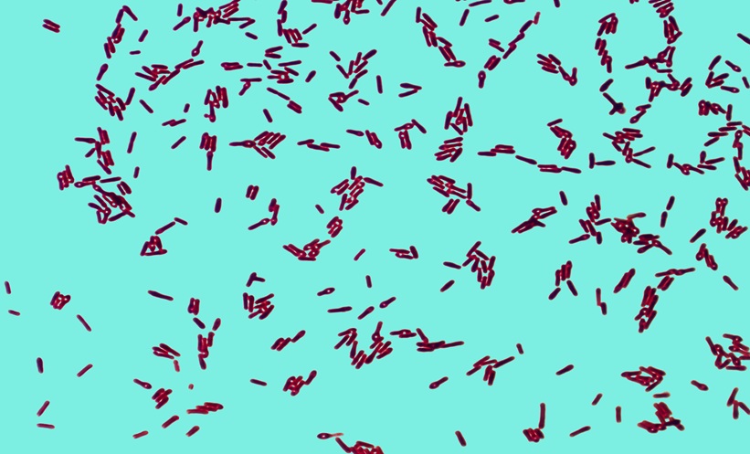 bacteria cancer infection