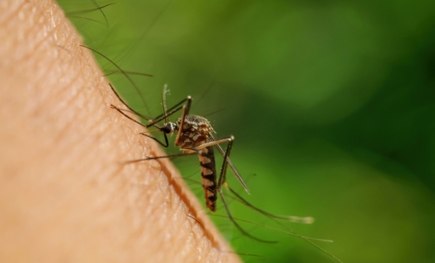 insect transmitting west nile virus through skin contact
