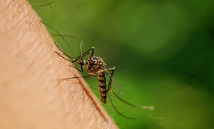 insect transmitting west nile virus through skin contact