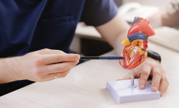 Model of an aortic heart valve representing infective endocarditis after TAVR