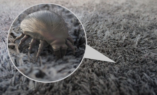 house dust mite