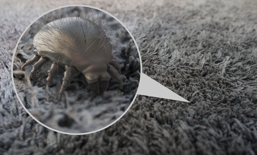 house dust mite
