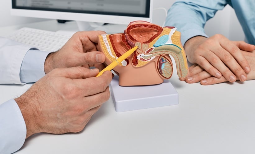 Hands of doctor in white coat shows patient a model of a prostate to show prostate cancer