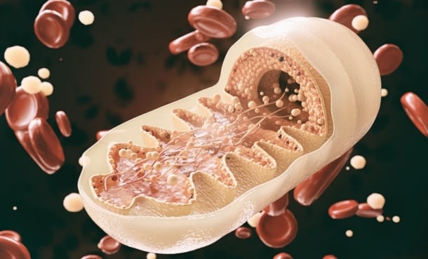 3D image of a mitochondria