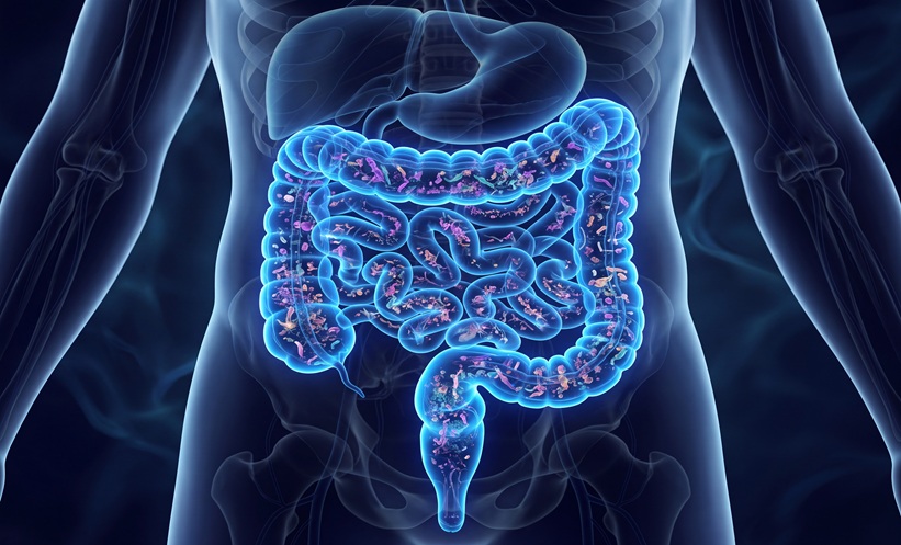 3D illustration of large intestine and gut microbiome.